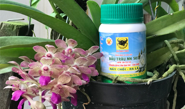 Đầu trâu 501 dùng cho hoa lan, cây kiểng có tác dụng gì?