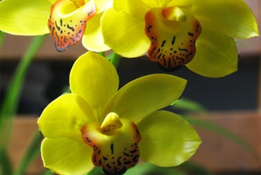 Địa lan Sato - Đặc điểm thích nghi và cách chăm sóc cơ bản