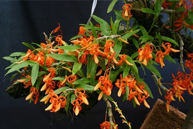 Lan hoàng thảo đơn cam: đặc điểm, cách trồng và chăm sóc
