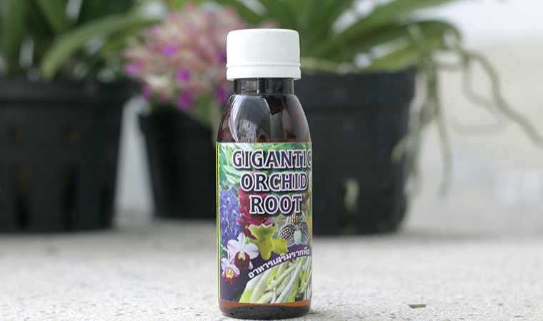 Vì sao siêu kích rễ Gigantic Orchid Root lại được tin dùng đến thế?