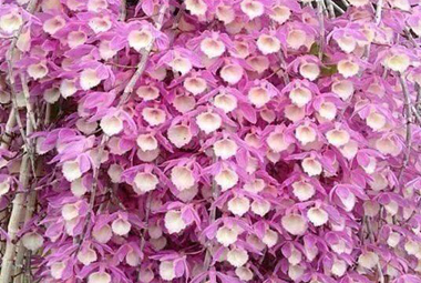 Lan Hạc Vỹ, cách trồng và chăm sóc