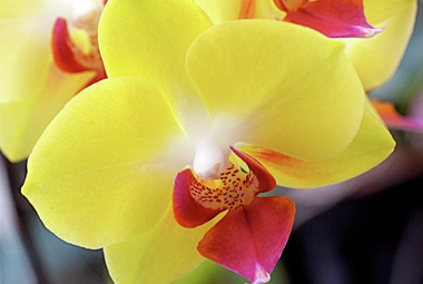 LAN HỒ ĐIỆP (p1)