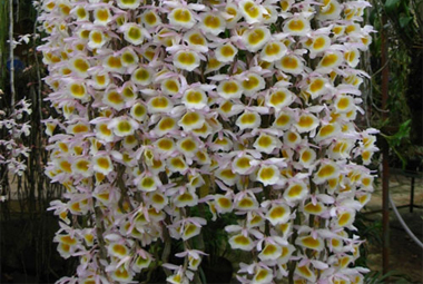 Lan long tu đặc điểm và cách chăm sóc cơ bản