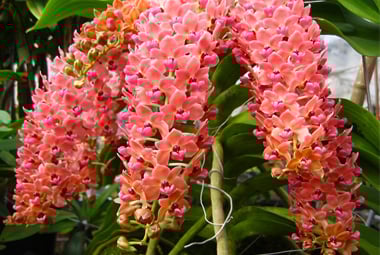 Tìm hiểu về Lan Ngọc Điểm và cách chăm sóc để có một chậu lan đẹp