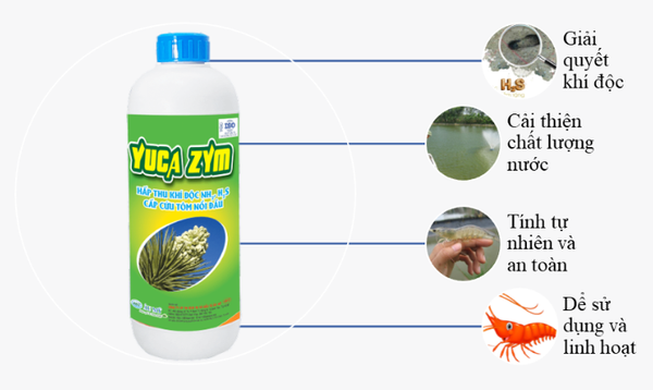 Yuca Zym giải pháp xử lý khí độc hiệu quả trong ao nuôi tôm