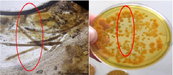 Đĩa cấy khuẩn ruột (màu vàng) gây bệnh phân trắng trên tôm
