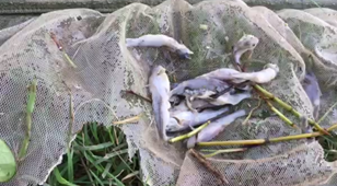 Hình: Cá chết bị rã