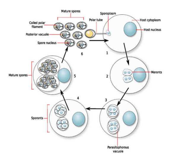 Cơ chế xâm nhập của vi bào tử trùng EHP trên tôm vào tế bào gan tụy