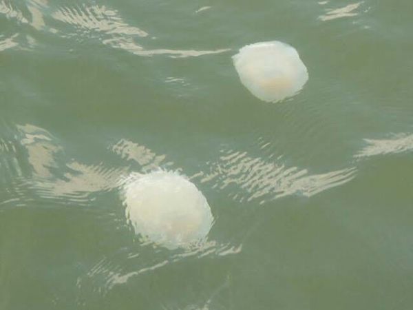 Diệt sứa trong ao nuôi tôm