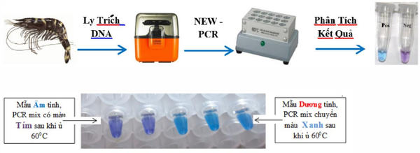 Kiểm tra nhanh bệnh bằng phương pháp PCR