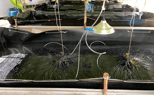 Hình hồ nuôi lươn - Farm Chú 2 Bình Chánh - HCM