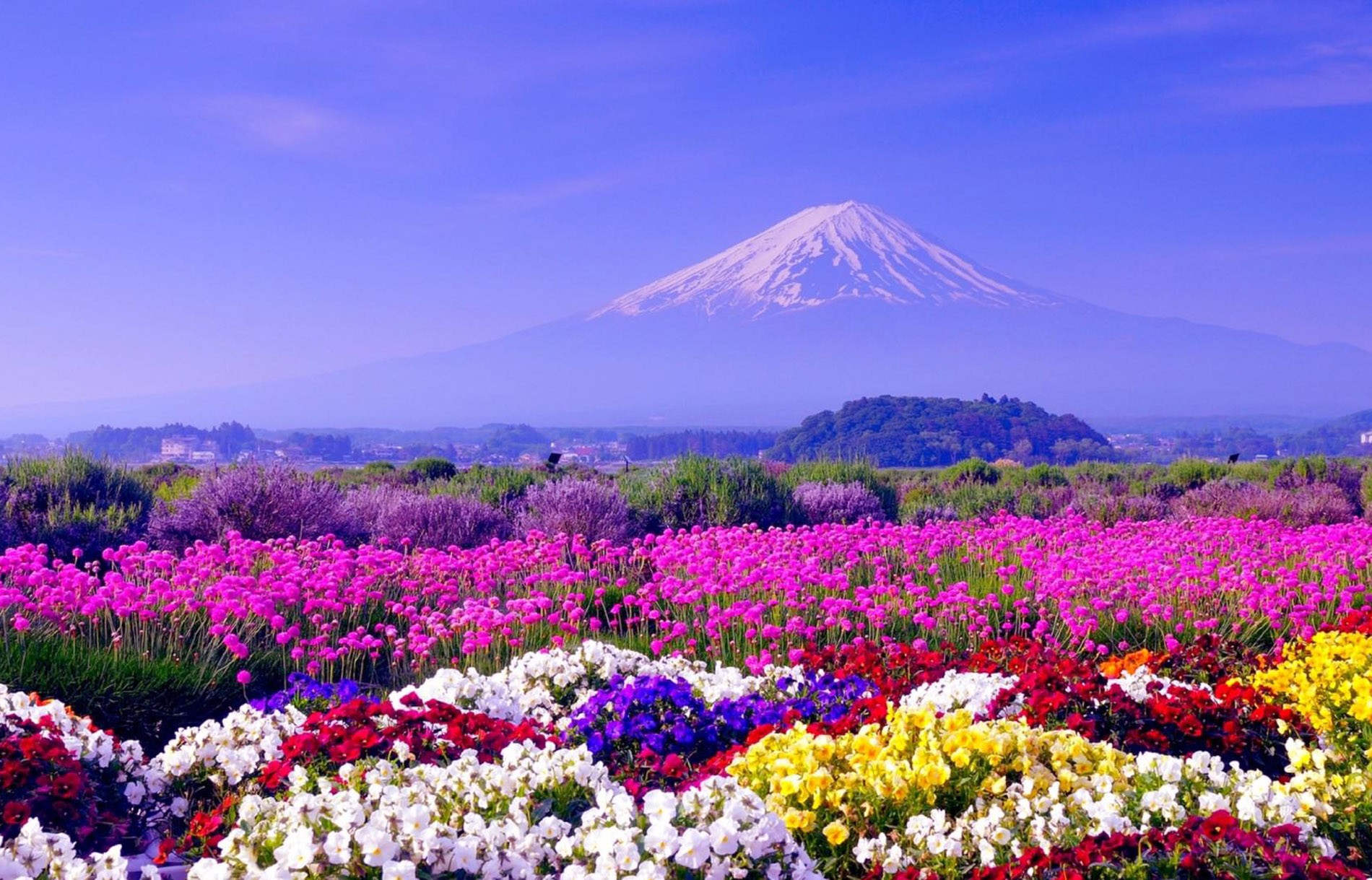 vé máy bay giá rẻ All Nippon Airways