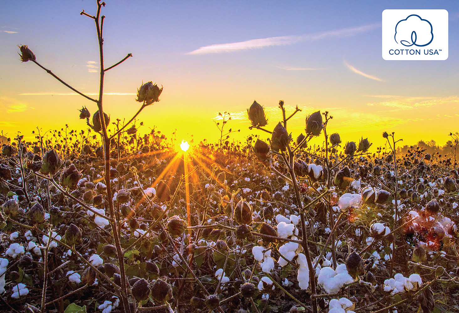 Dân trí - Cotton USA bắt đầu được ứng dụng cho thời trang mặc nhà