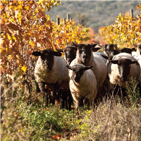Nhu cầu du lịch sinh thái rượu vang Chile bùng nổ