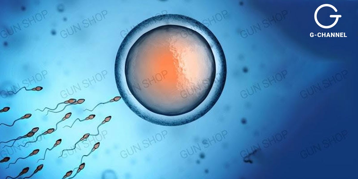 Tầm quan trọng của chất lượng tinh trùng