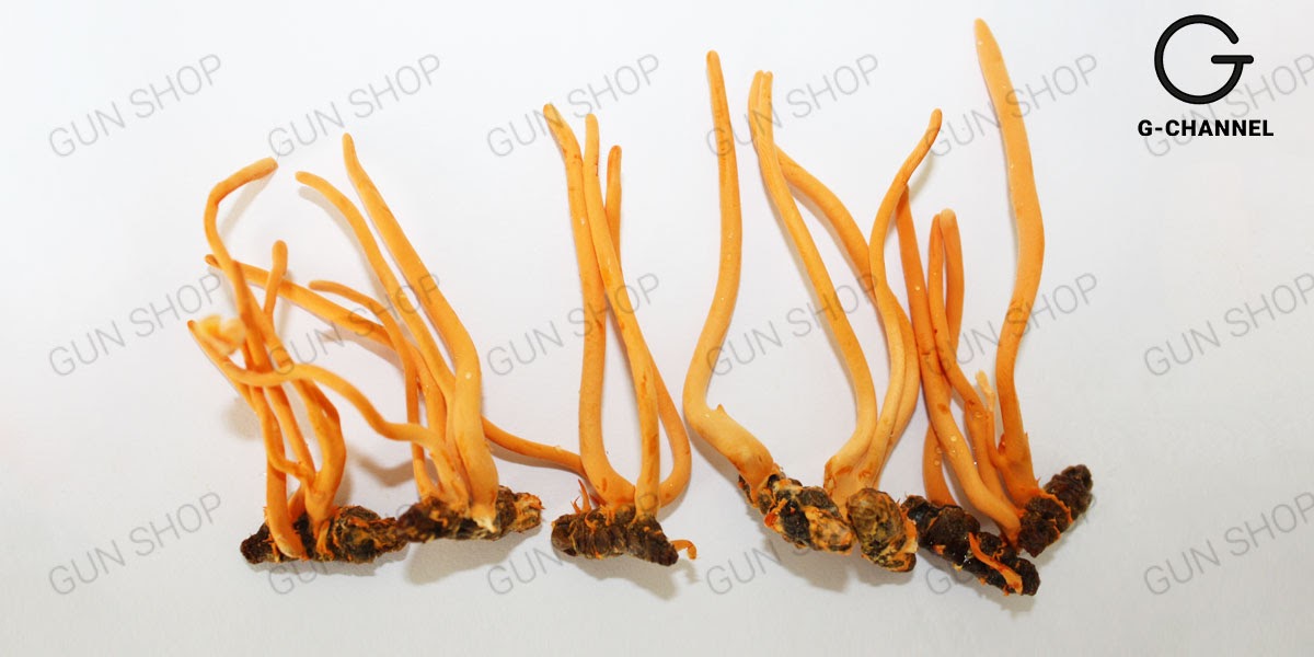 lưu ý khi dùng đông trùng hạ thảo