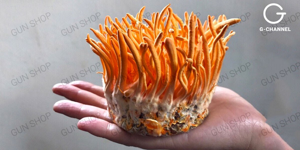 Xử lý đông trùng hạ thảo bị mốc và làm sao để bảo quản đúng cách