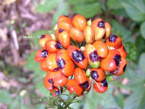 Địa chỉ uy tín bán sâm Ngọc Linh