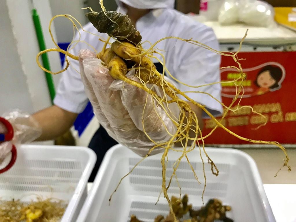 Mua cây giống sâm Ngọc Linh ở đâu?