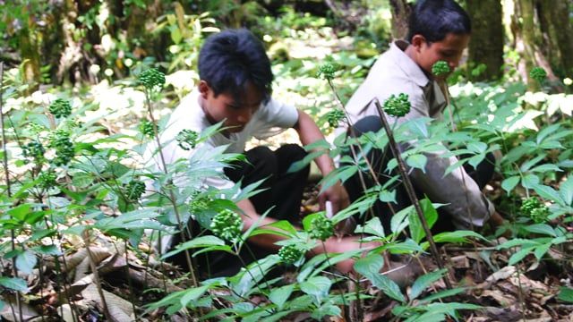 Sâm Ngoc Linh trồng ở đâu