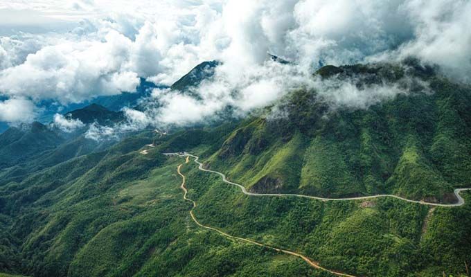 Sâm Ngọc Linh trồng ở đâu: Loài sâm quý của Việt Nam