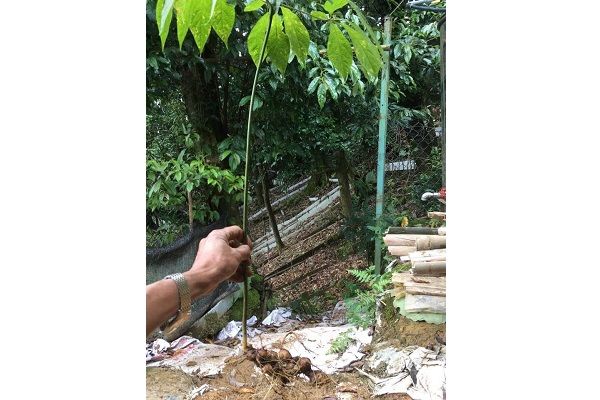 Hình ảnh Sâm Ngọc Linh Quảng Nam