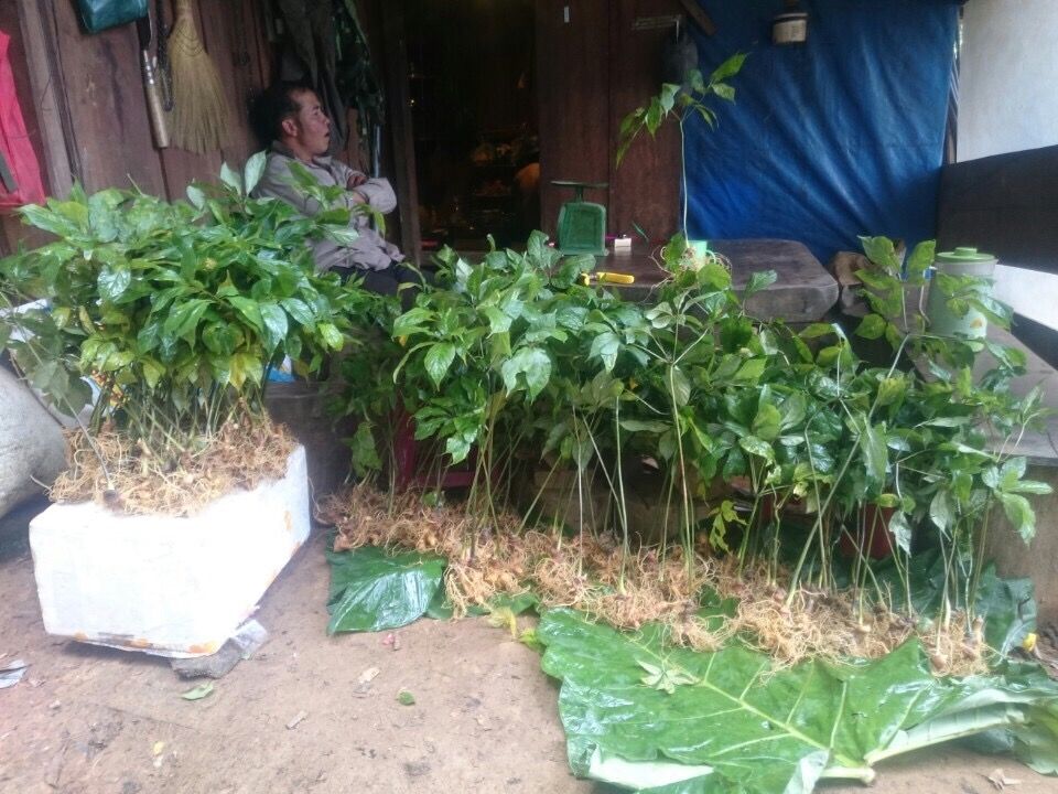 Sâm Ngọc Linh - Từ bán sâm thô sang hợp tác quốc tế
