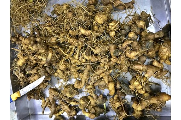 Sâm Ngọc Linh có ở đâu? Tác dụng của sâm như thế nào?