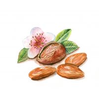 Almond