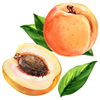 Apricot