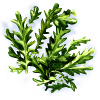 Arugula