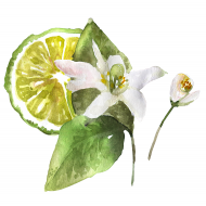 Bergamot
