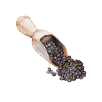 Black Seed