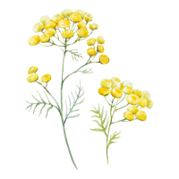 Blue Tansy