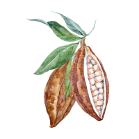 Cacao