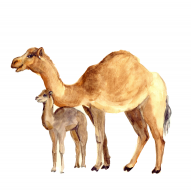 Camel's Milk