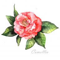 Camellia