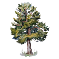 Cedar