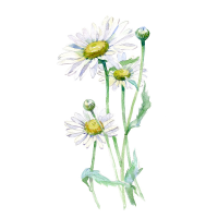 Chamomile