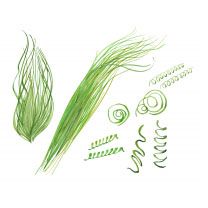 Chlorella