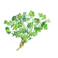 Coriander