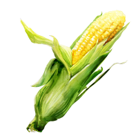 Corn