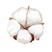 Cotton