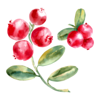 Cranberry