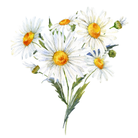 Daisy