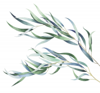 Eucalyptus