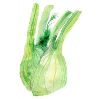 Fennel