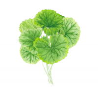 Gotu Kola