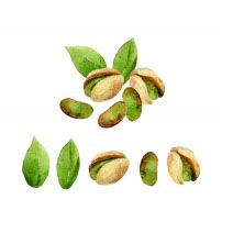 Green Coffee