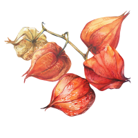 Groundcherry